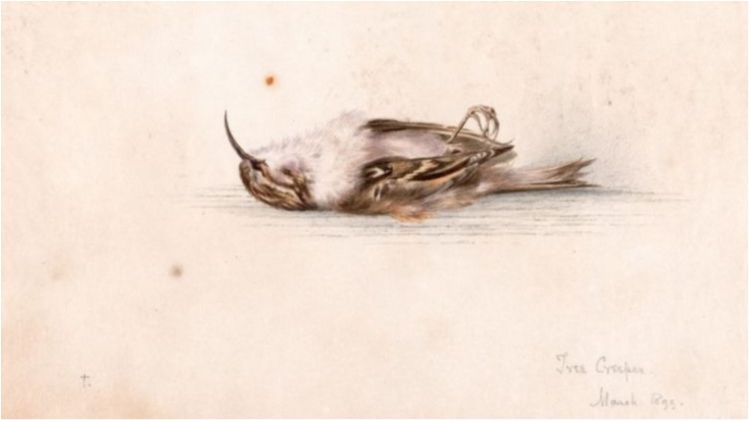 В Антарктиді знайшли малюнок учасника легендарної експедиції