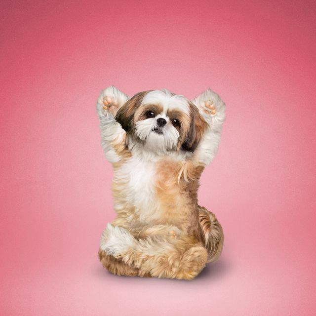 Як домашні улюбленці займаються йогою: кумедні фото - фото 177863