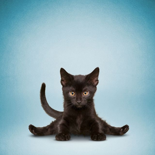 Як домашні улюбленці займаються йогою: кумедні фото - фото 177871