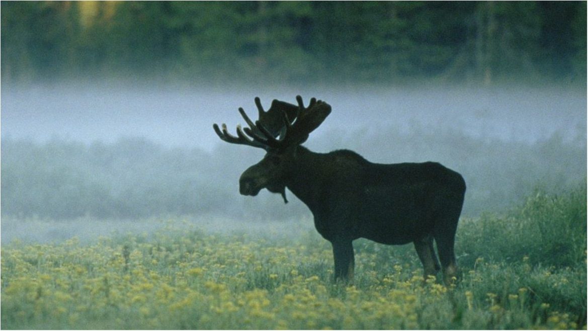 Як виглядають дивовижні лосі Ньюфаундленду