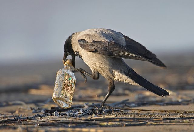 Ворони виявилися злопам'ятними, – вчені - фото 172281