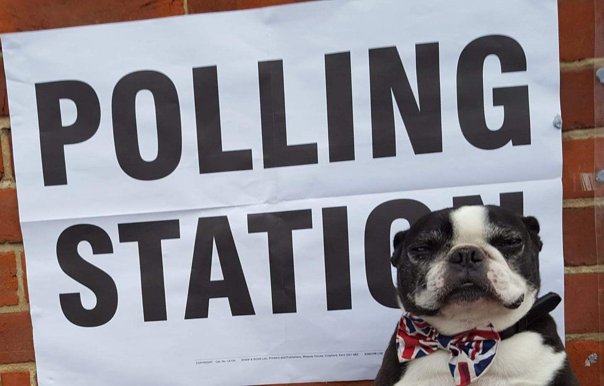 Британці прийшли на вибори з котами, собаками і кіньми