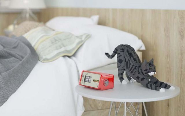 Ці коти сподобаються тим, у кого алергія на шерсть - фото 176996