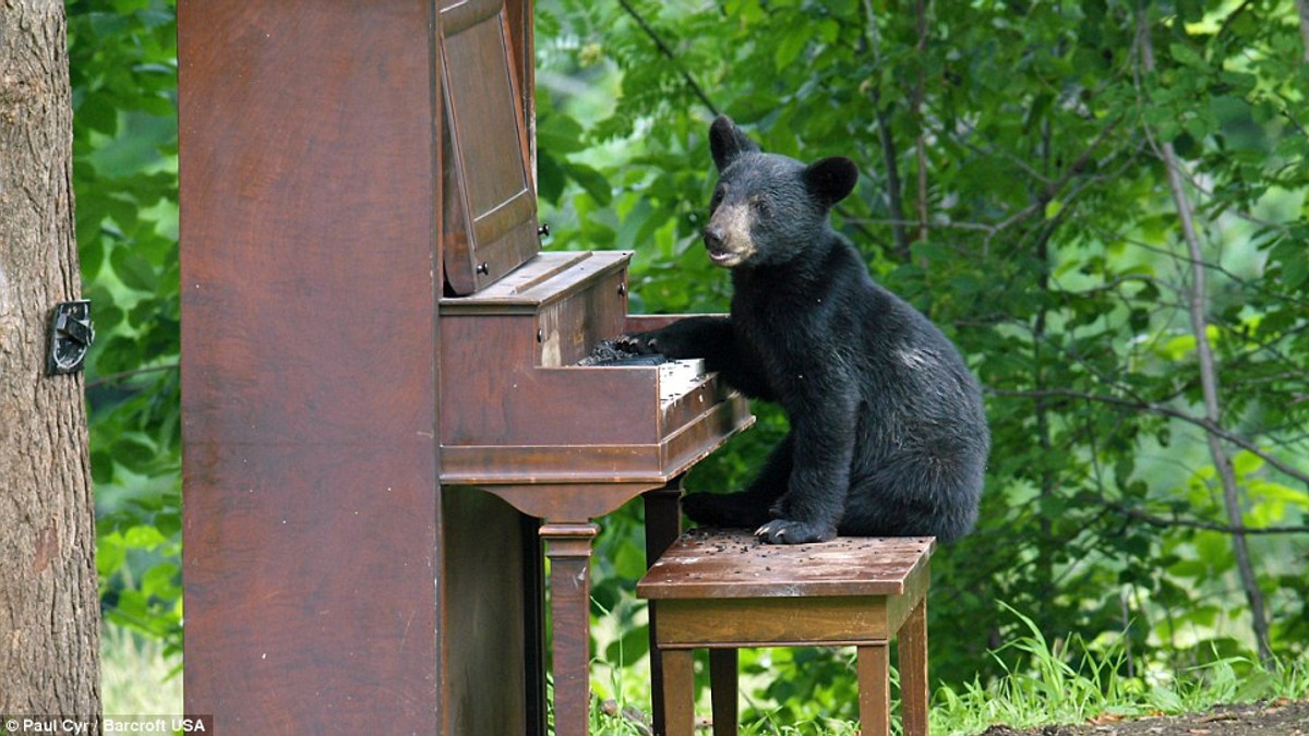 У США ведмідь вдерся у будинок, щоб пограти на піаніно: відеофакт - фото 1