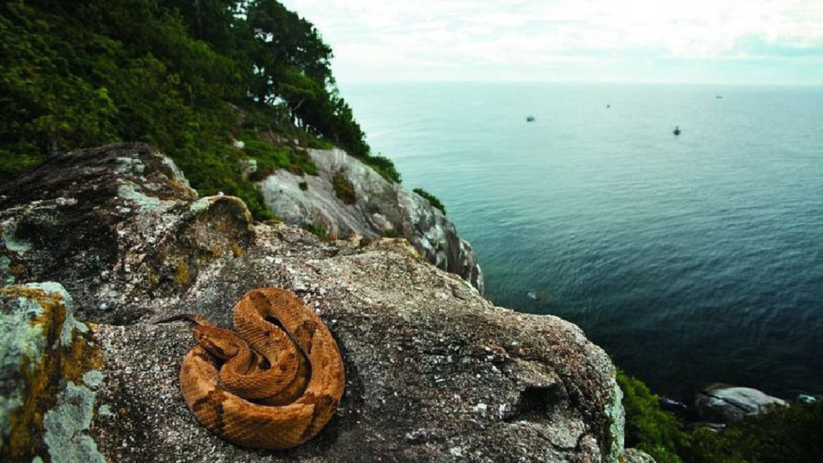 Зміїний острів - фото 1
