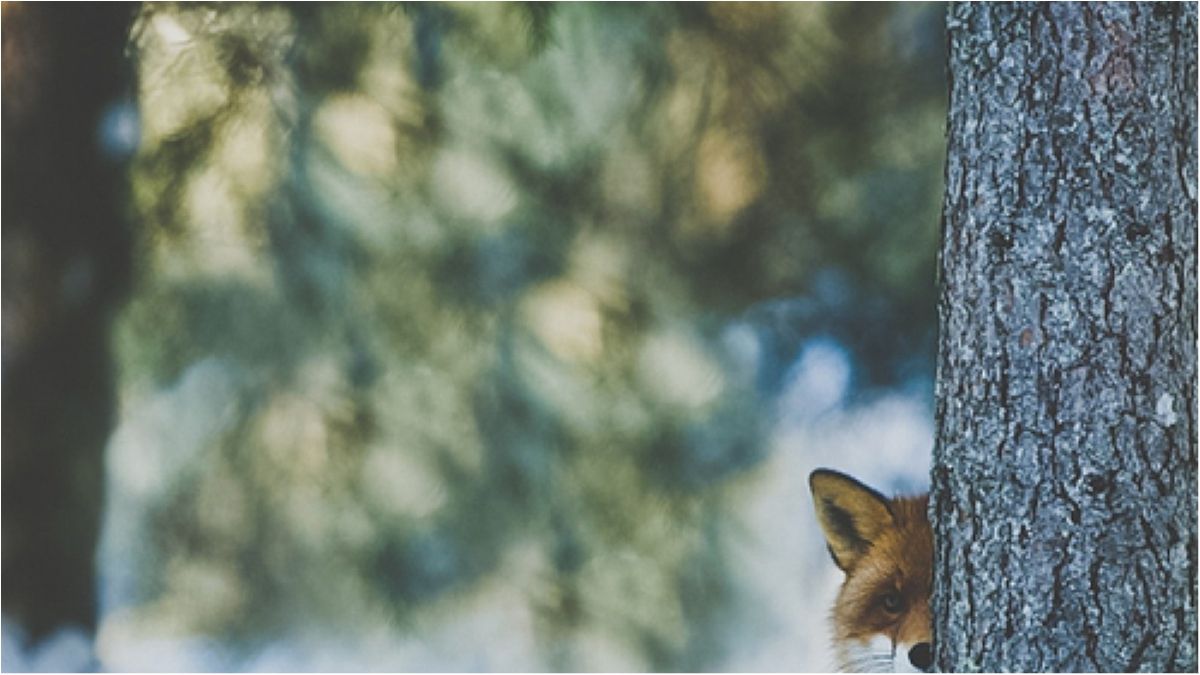 Літа не буде. Яку погоду чекати на найближчі дні