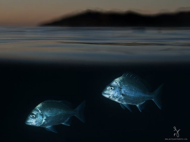 Над і під водою: вражаючі фото, від яких перехоплює подих - фото 177009