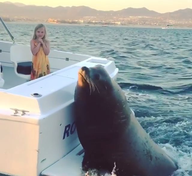 Морський котик, який випрошує їжу в туристів, став справжньою зіркою мережі