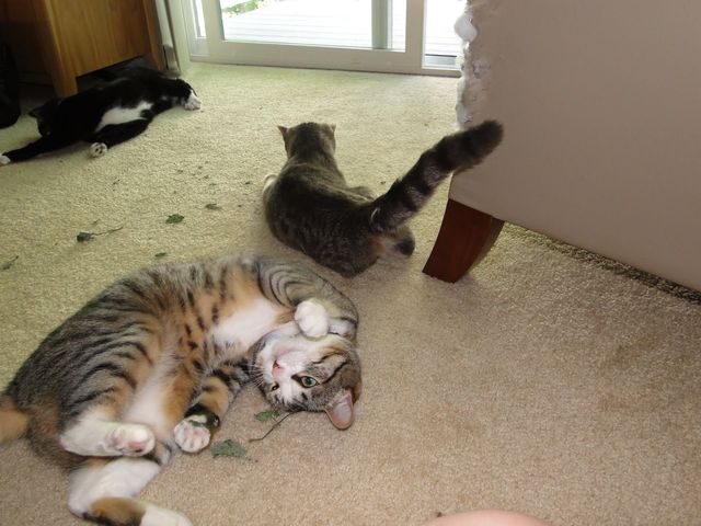 Коти VS котяча м'ята: кумедні фото - фото 174849