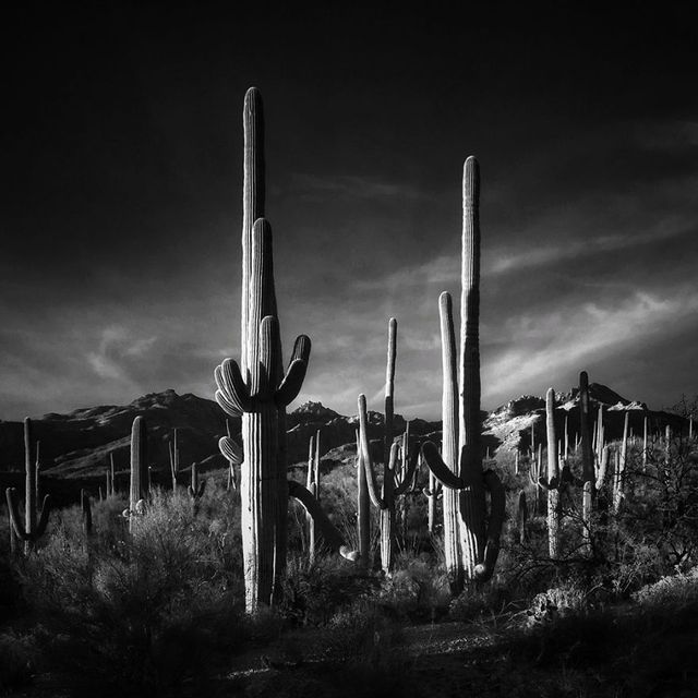 Найкращі фото зроблені на iPhone за 2017 рік - фото 177292