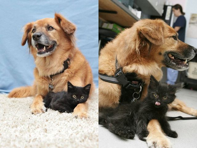 Милота зашкалює! Цей собака влаштувався нянькою для кошенят - фото 172861