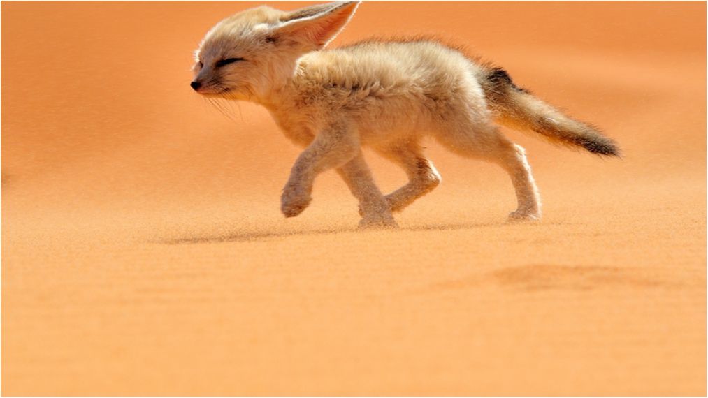 Карликова лисиця - фото 1