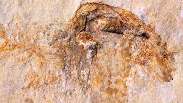 Вчені виявили найстаріший гриб у світі! - фото 173235