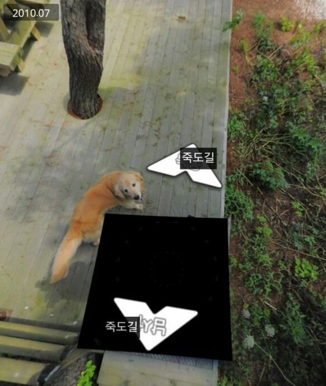 Кумедний пес потрапив на знімки Street View і став зіркою мережі - фото 174052