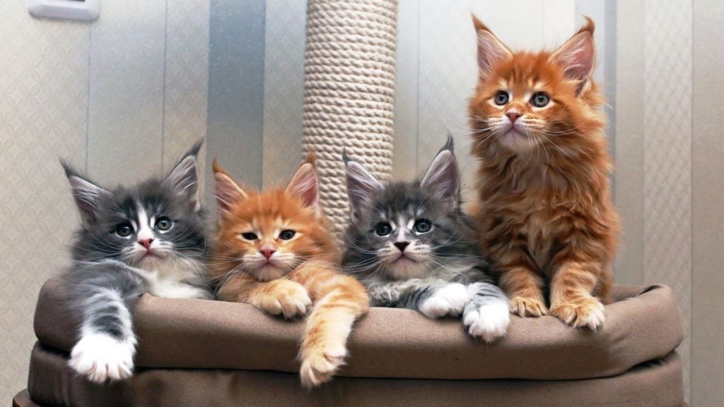 Вчені з'ясували, як кішки розселялися по світу - фото 1