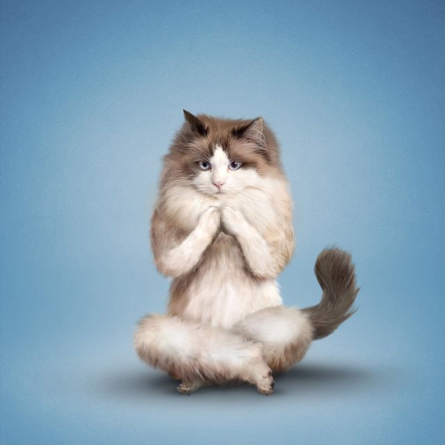 Як домашні улюбленці займаються йогою: кумедні фото - фото 177862