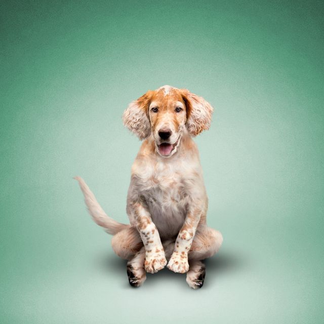 Як домашні улюбленці займаються йогою: кумедні фото - фото 177872