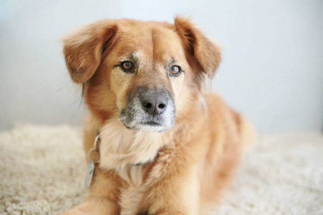 Милота зашкалює! Цей собака влаштувався нянькою для кошенят - фото 172856