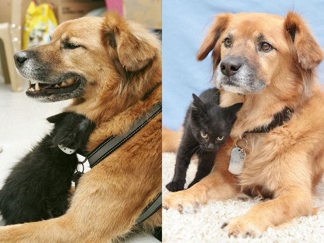 Милота зашкалює! Цей собака влаштувався нянькою для кошенят - фото 172865