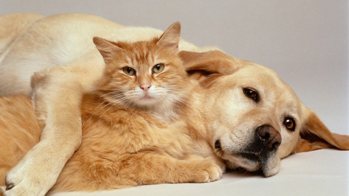 Кіт і пес - фото 1