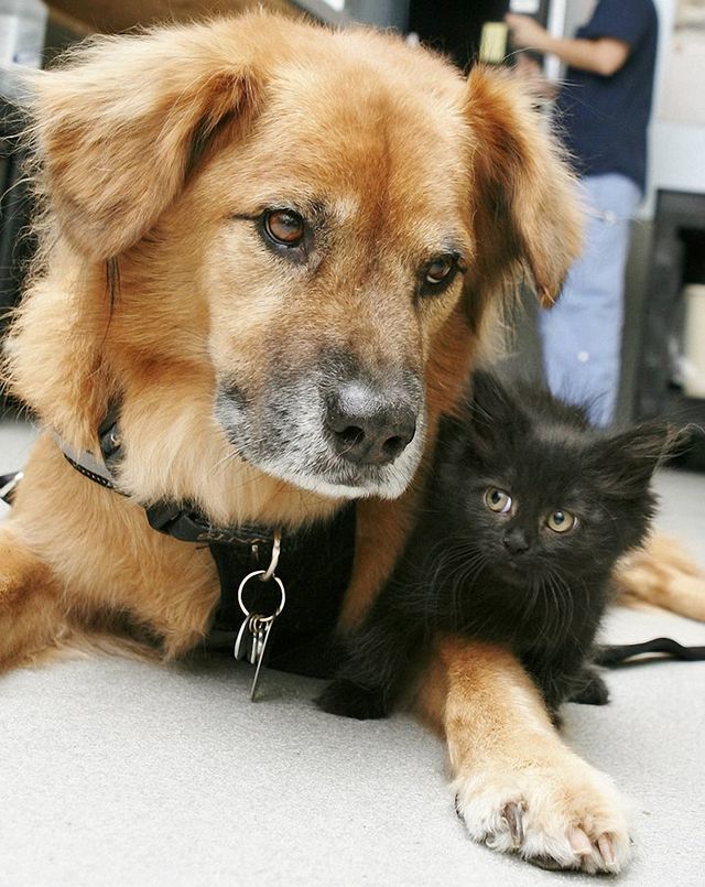 Милота зашкалює! Цей собака влаштувався нянькою для кошенят - фото 172866