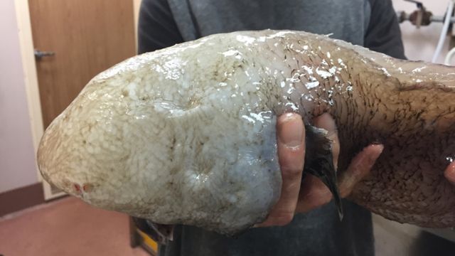 В Австралії виявили унікальну рибу "без обличчя" - фото 171783