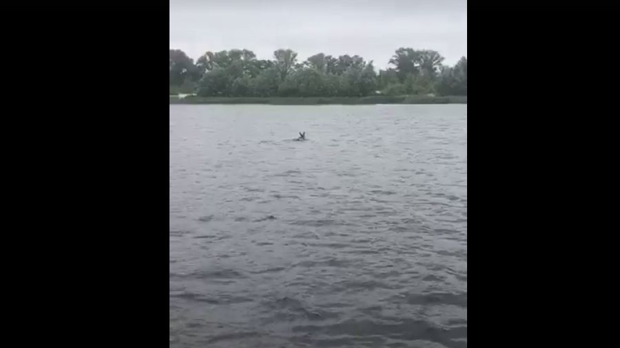 Киянин зняв на відео, як лось перепливає Дніпро!