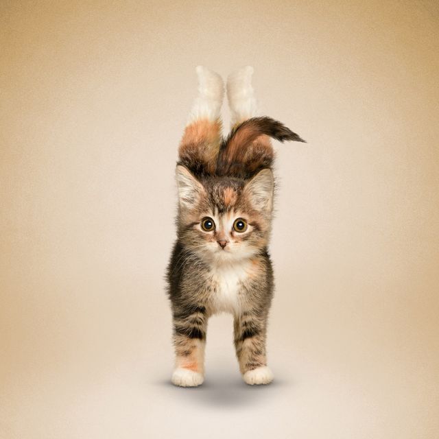 Як домашні улюбленці займаються йогою: кумедні фото - фото 177859