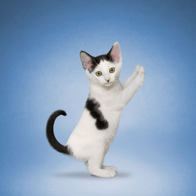 Як домашні улюбленці займаються йогою: кумедні фото - фото 177868