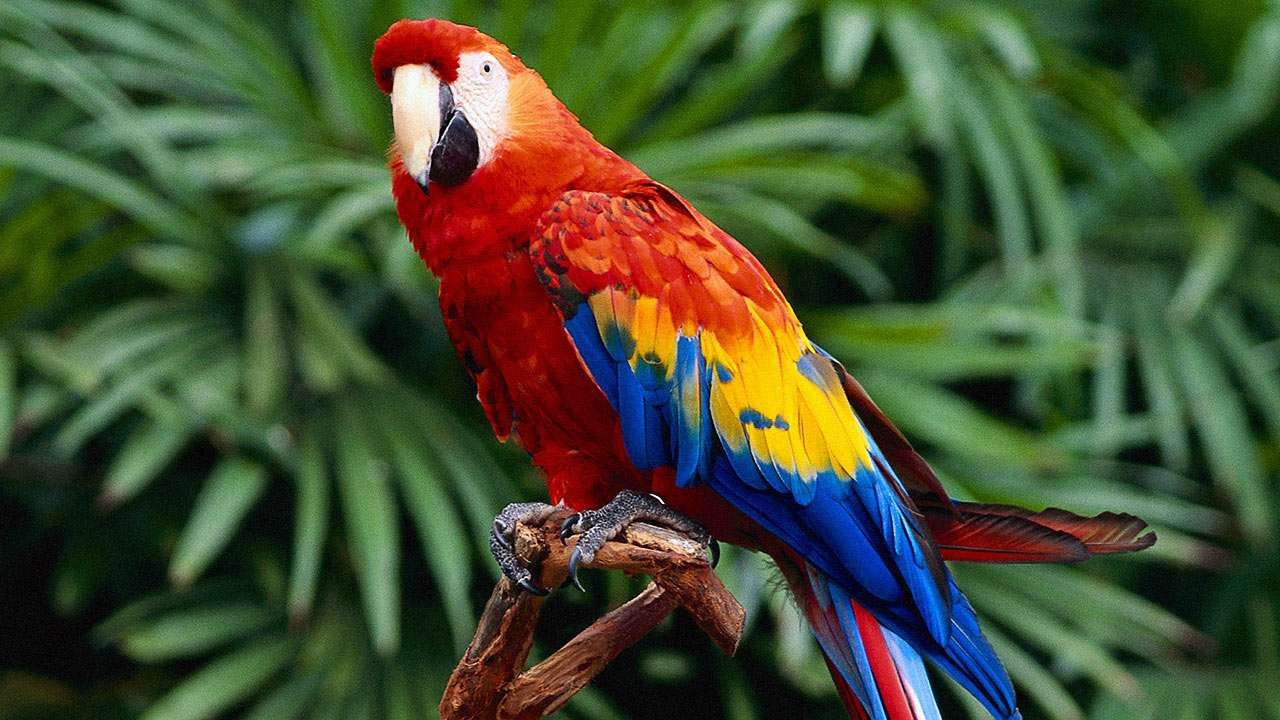 Цей папуга-стоматолог став зіркою мережі: кумедне відео