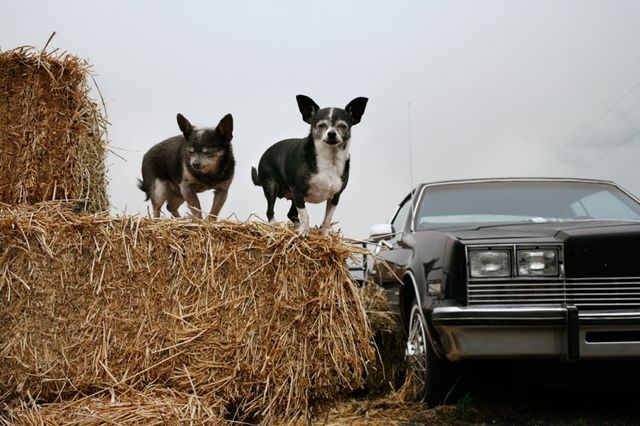 Милі фото стареньких собак, які вас зворушать - фото 182459