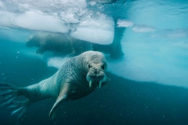 Селфі, які закінчилися смертю: шокуючі фото - фото 180269