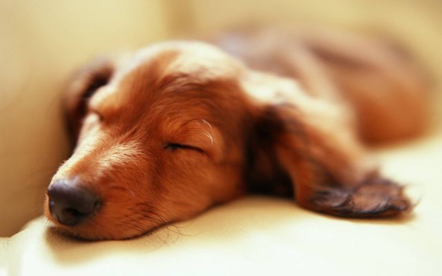 Ось чому треба спати на лівому боці - фото 179588