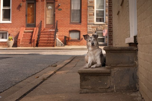 Милі фото стареньких собак, які вас зворушать - фото 182460