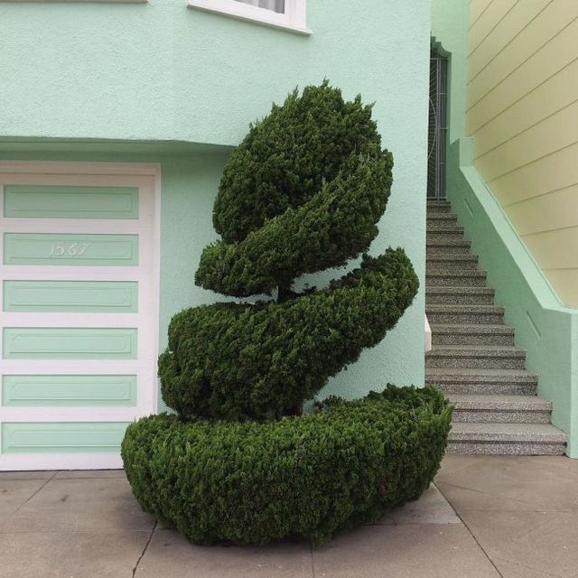 Незвичайні дерева у Сан-Франциско: казкові фото - фото 182283