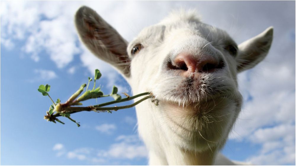 Американський університет найняв на роботу кіз, чим спровокував скандал