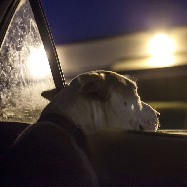 Американець рятує безпритульних собак зворушливими фото - фото 180784