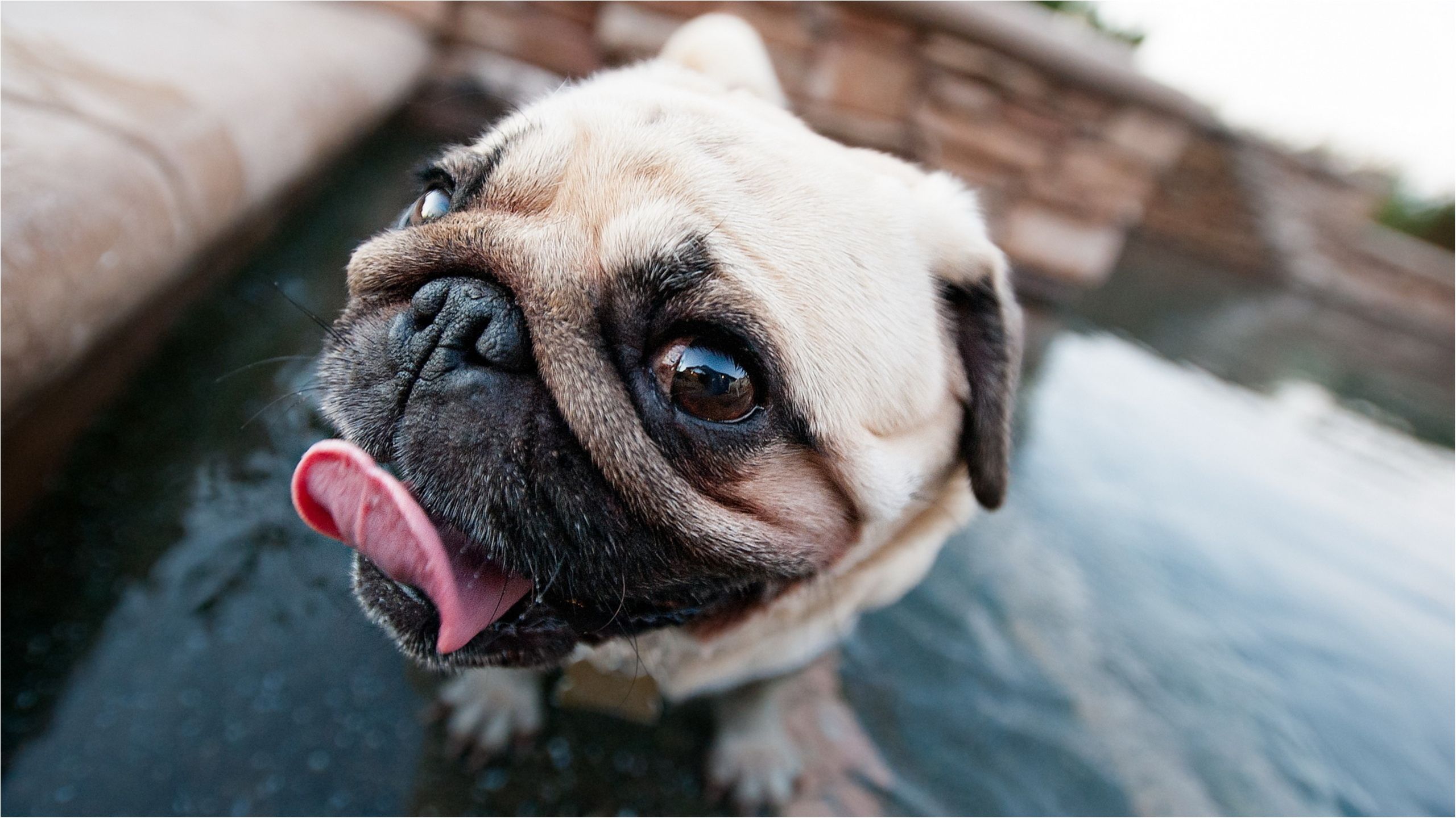 Кумедний винуватий мопс підкорив мережу