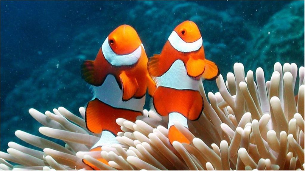 Скільки "коштує" Великий Бар'єрний риф?