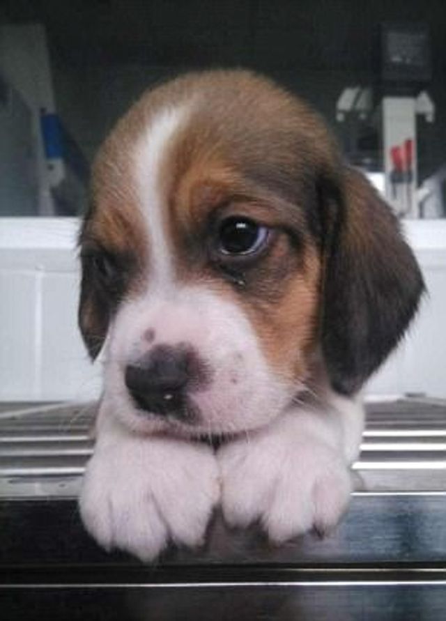 Перше у світі генно-модифіковане цуценя: милі фото - фото 179730