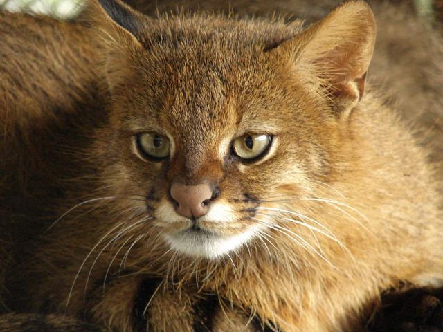 9 рідкісних видів диких котів, про які ви могли не знати - фото 179239