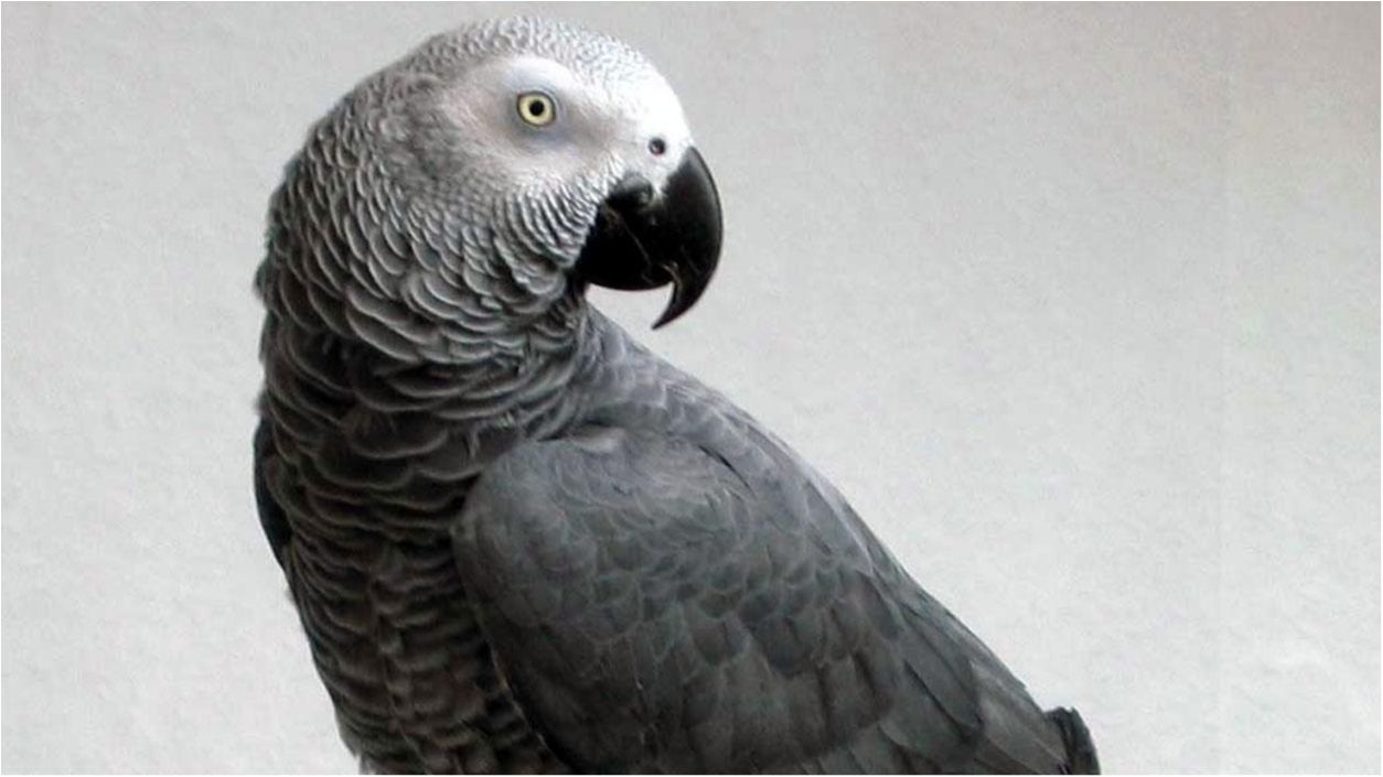 Розумний птах - фото 1