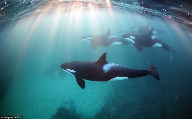 Сміливець показав зблизька небезпечних китів: приголомшливі фото - фото 182358