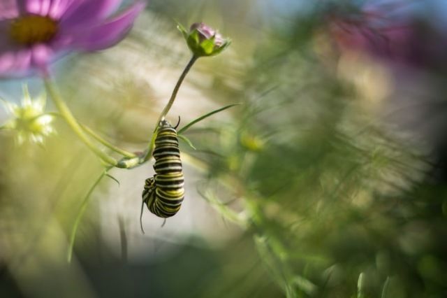Найкращі макрофотографії року, які вас вразять - фото 185306