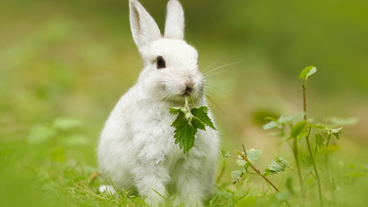 Кролик - фото 1