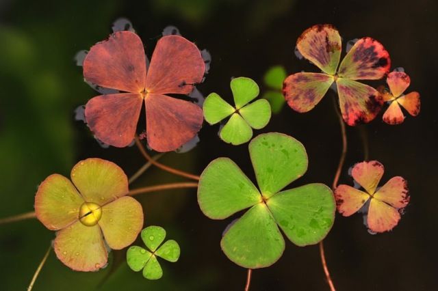 Найкращі макрофотографії року, які вас вразять - фото 185307
