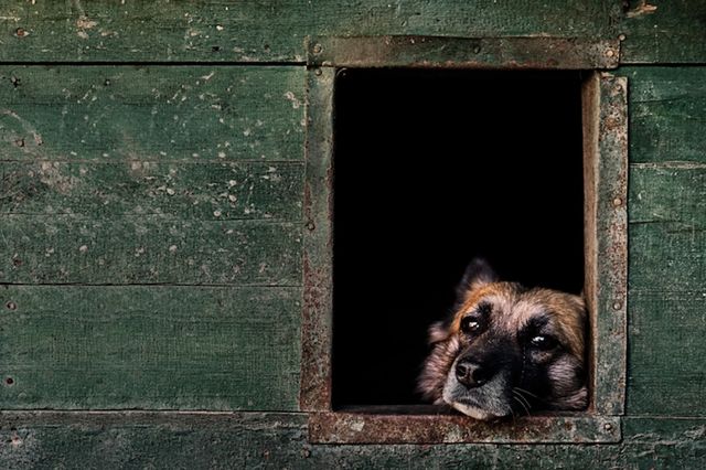 Найкращі роботи конкурсу Dog Photographer-2017: яскраві фото - фото 180073