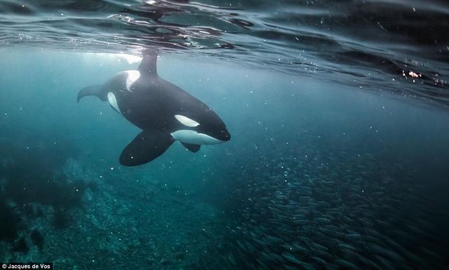 Сміливець показав зблизька небезпечних китів: приголомшливі фото - фото 182354