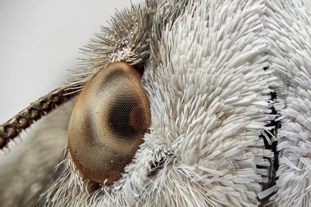 Найкращі макрофотографії року, які вас вразять - фото 185313