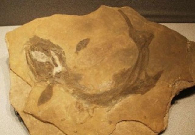У США виявлені останки дивного первісного хижака - фото 185342